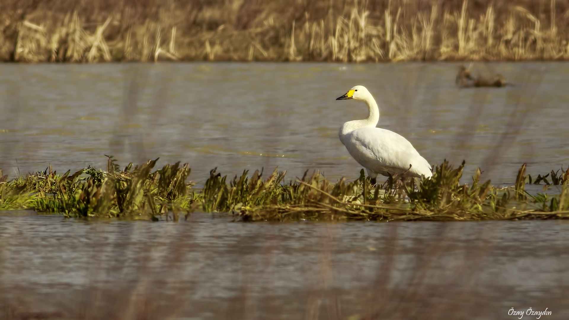 Audouin's Gull