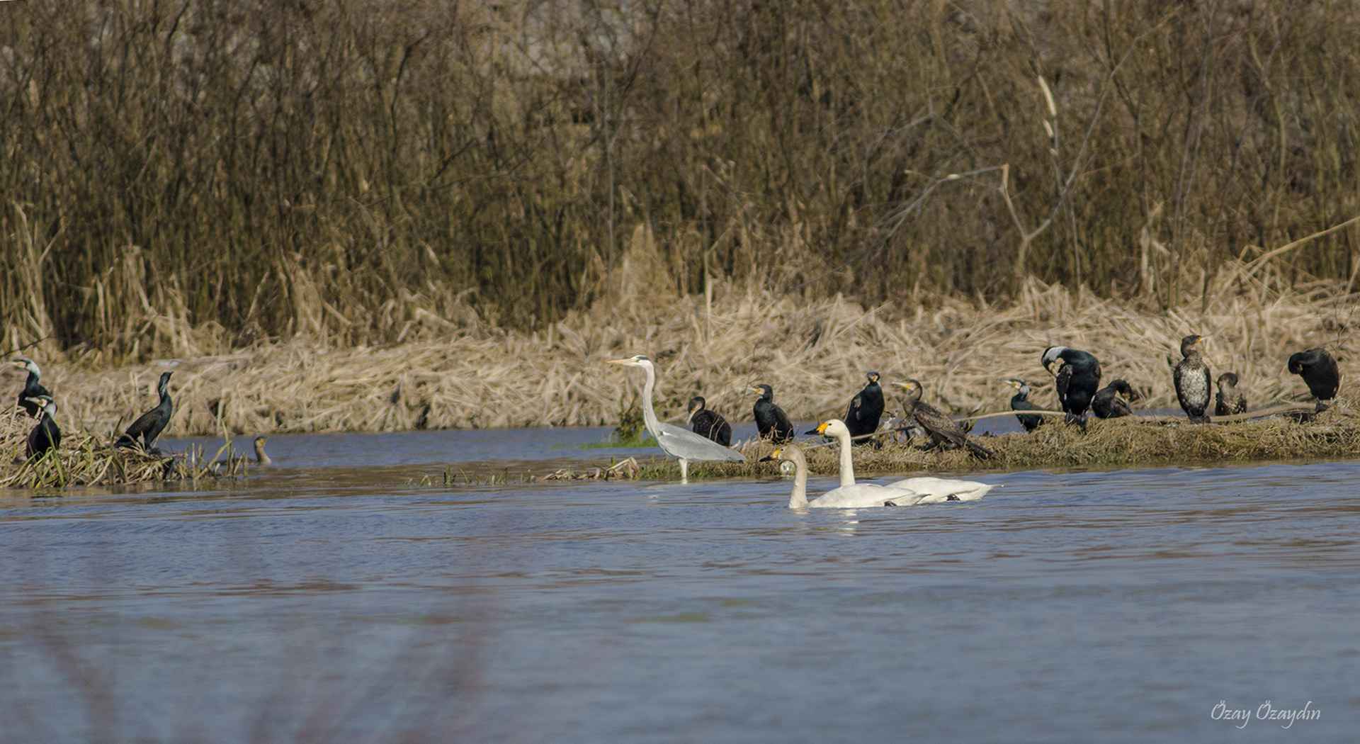 Tundra Swan