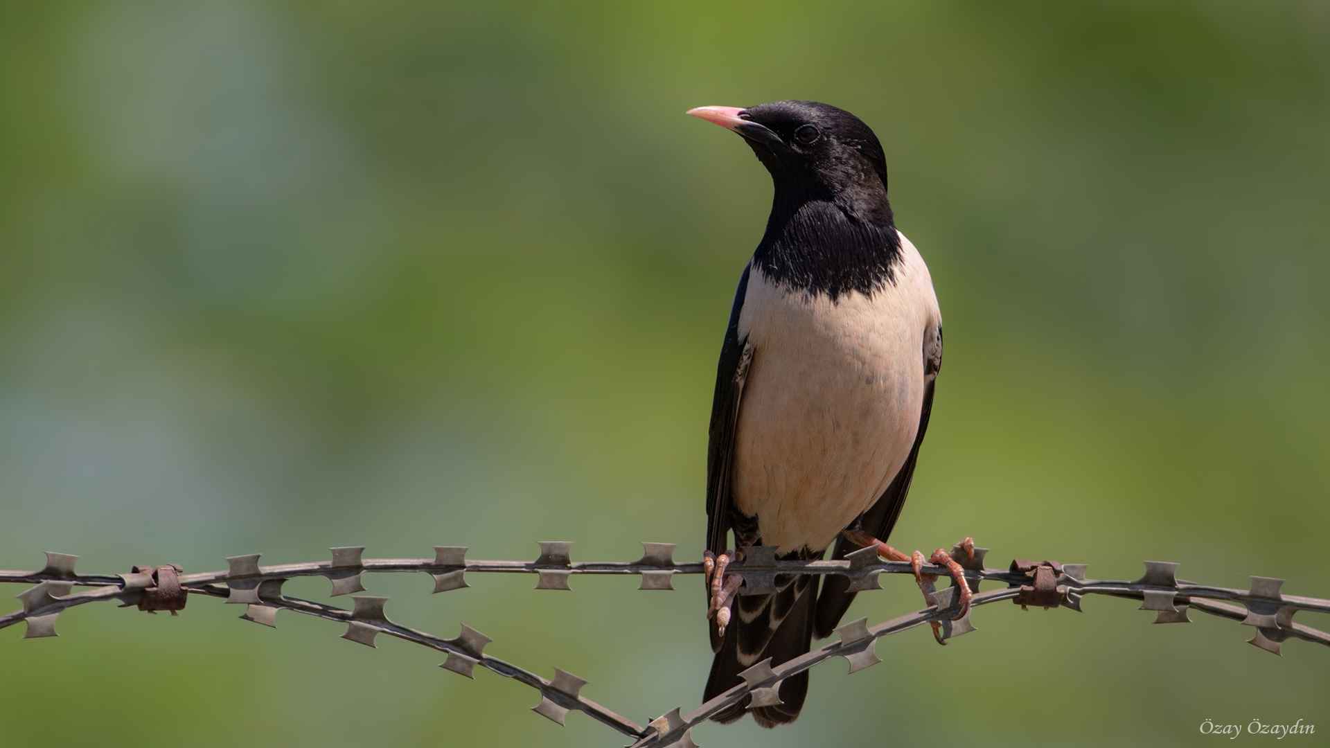 Rosy Starling