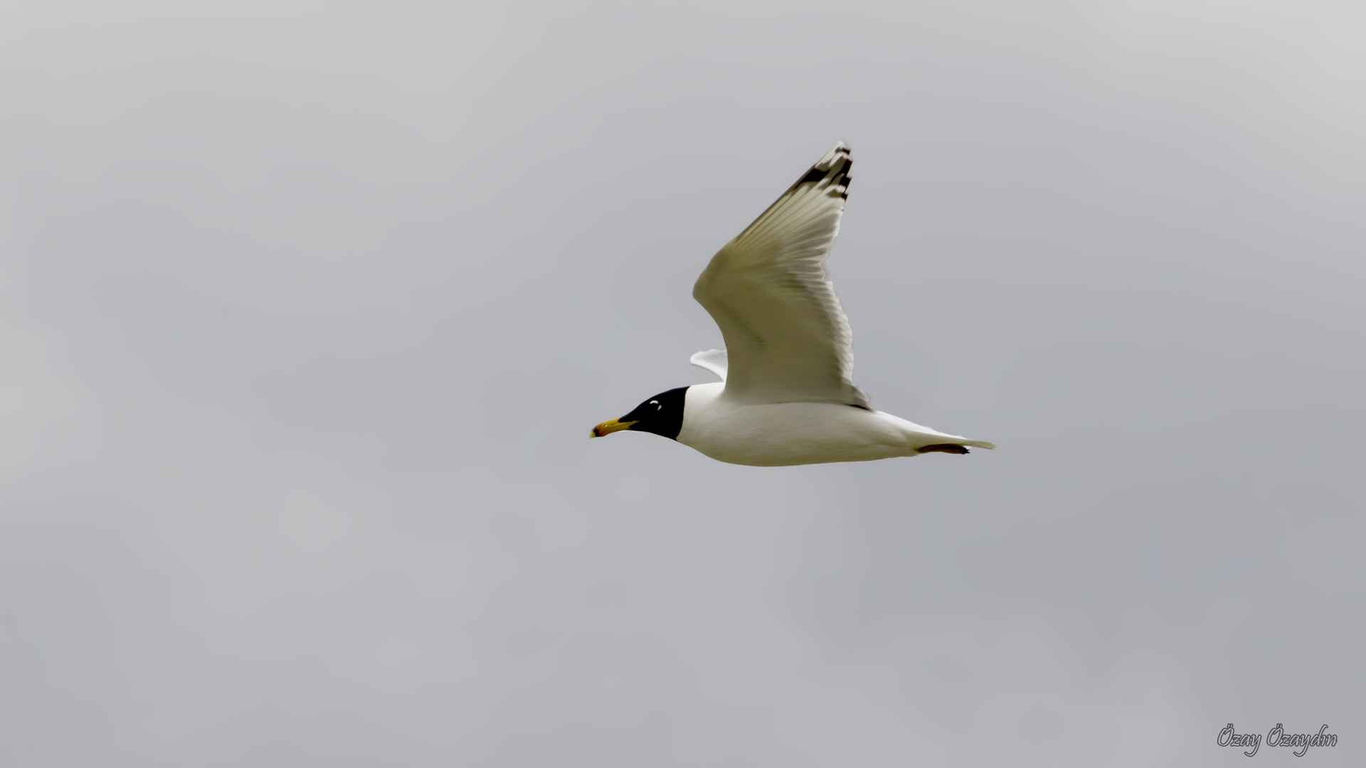 Common House-Martin