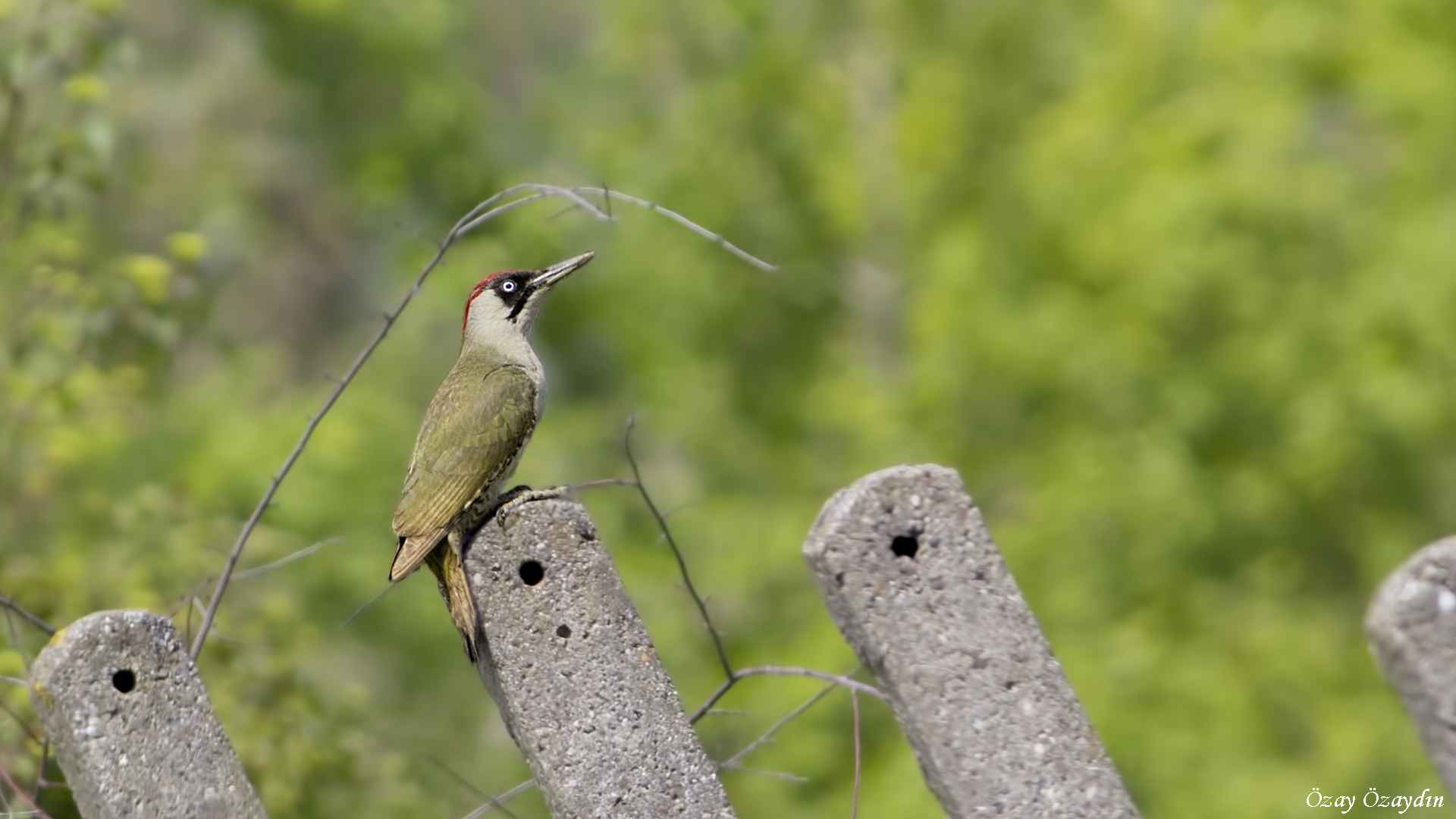 Eurasian Green Woodpecker