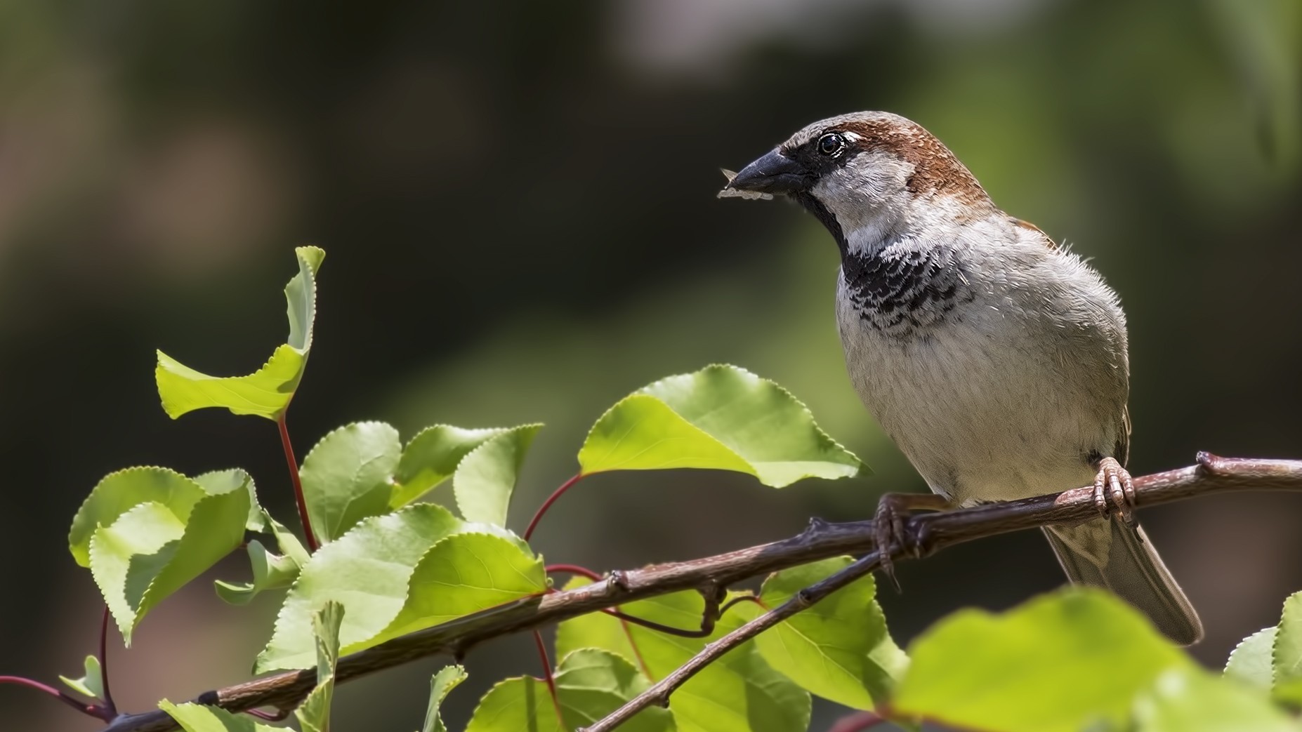 House Sparrow