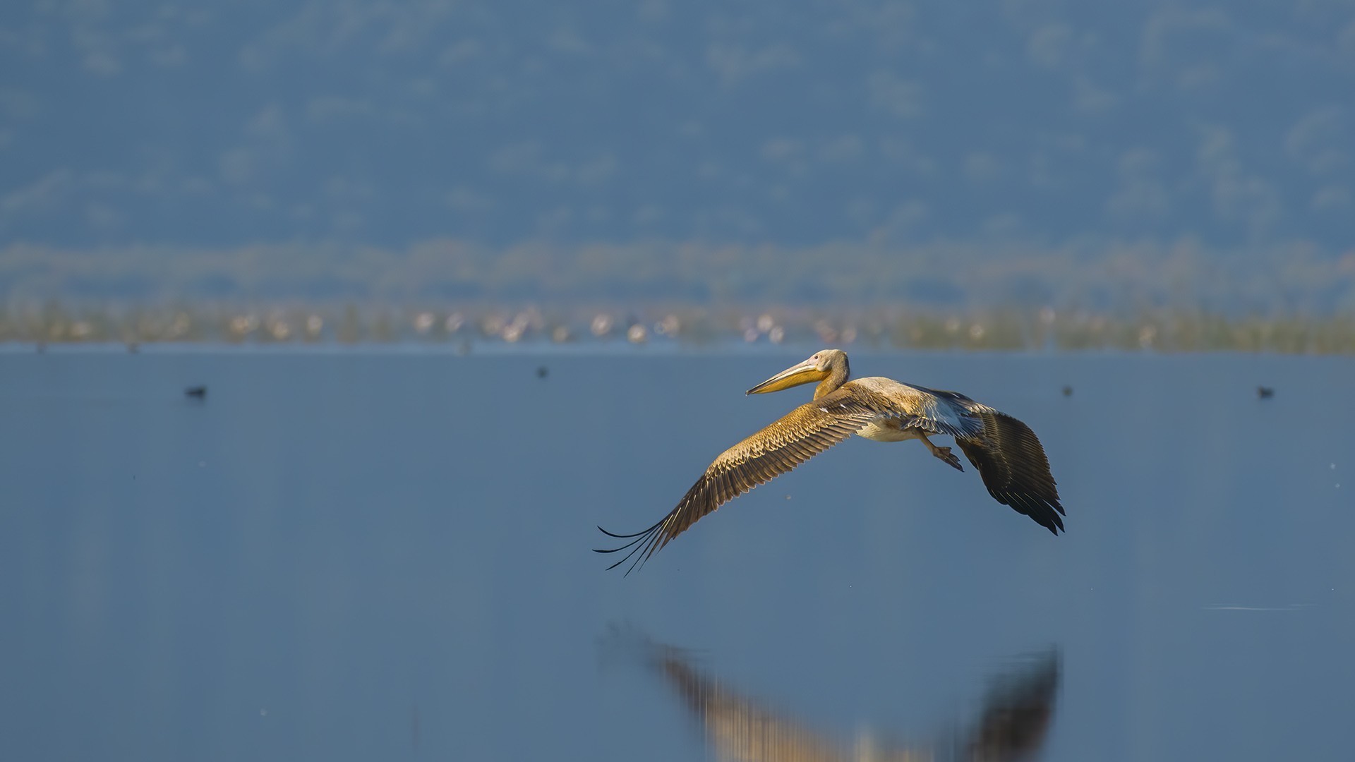 Great White Pelican