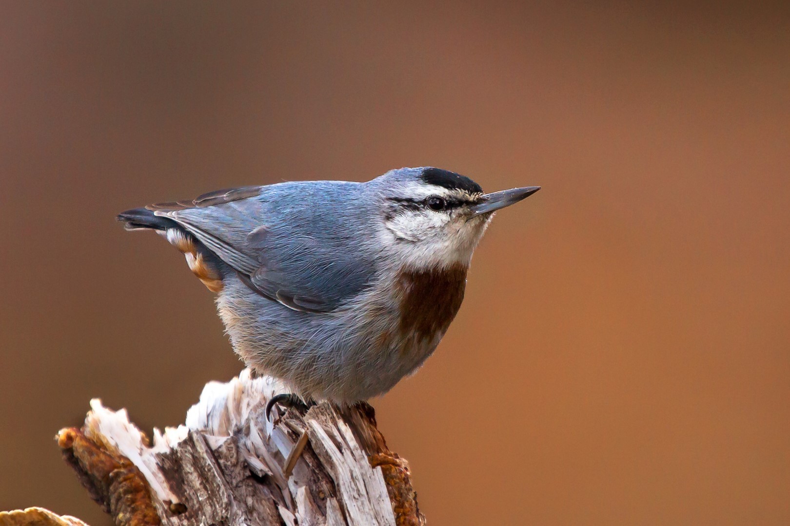 Krueper's Nuthatch
