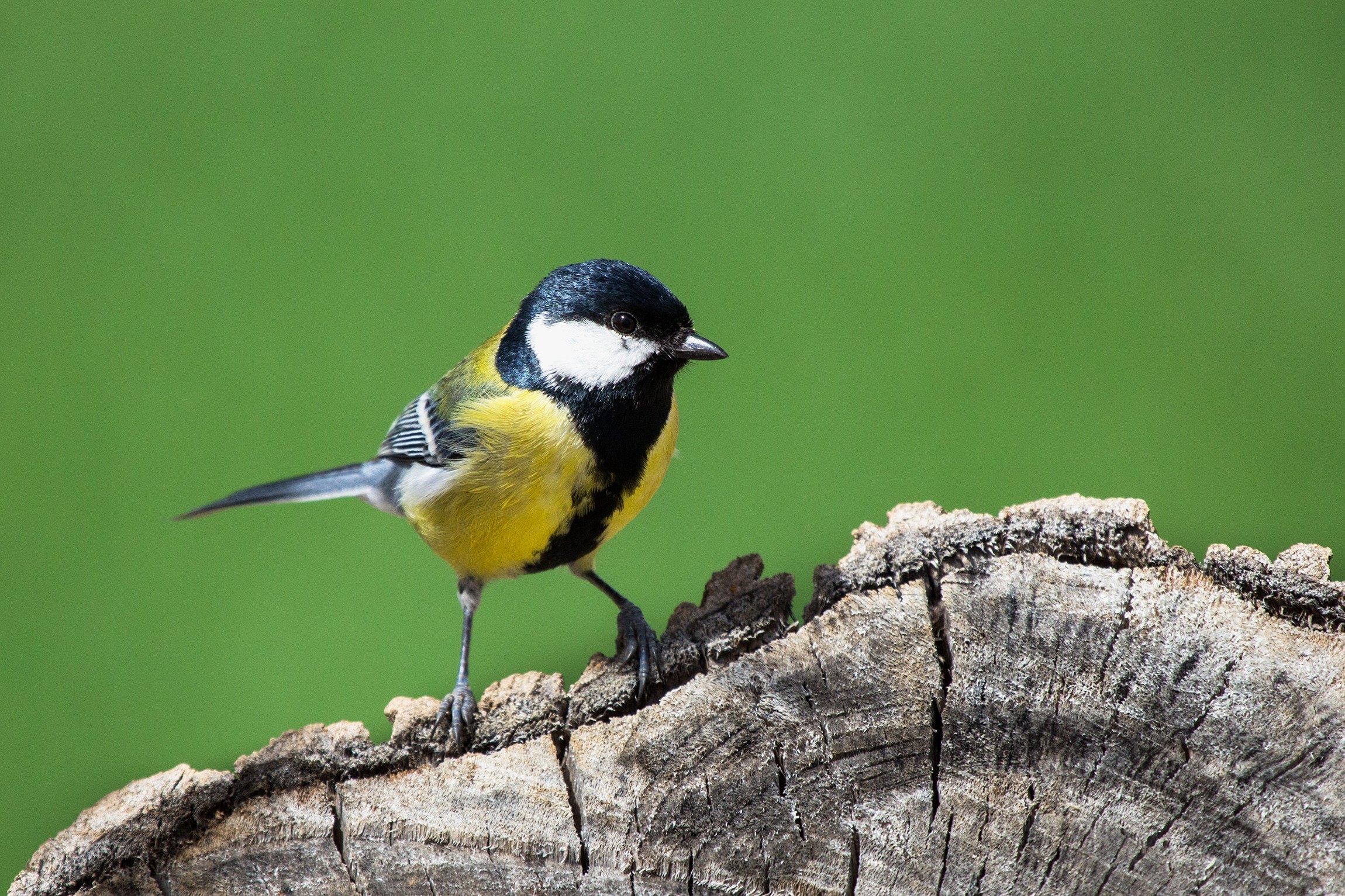 Great Tit