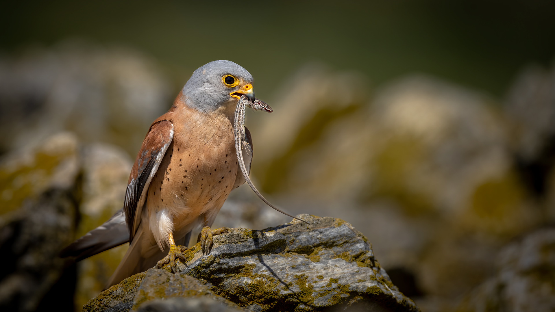 Lesser Kestrel — Ana fotoğraf