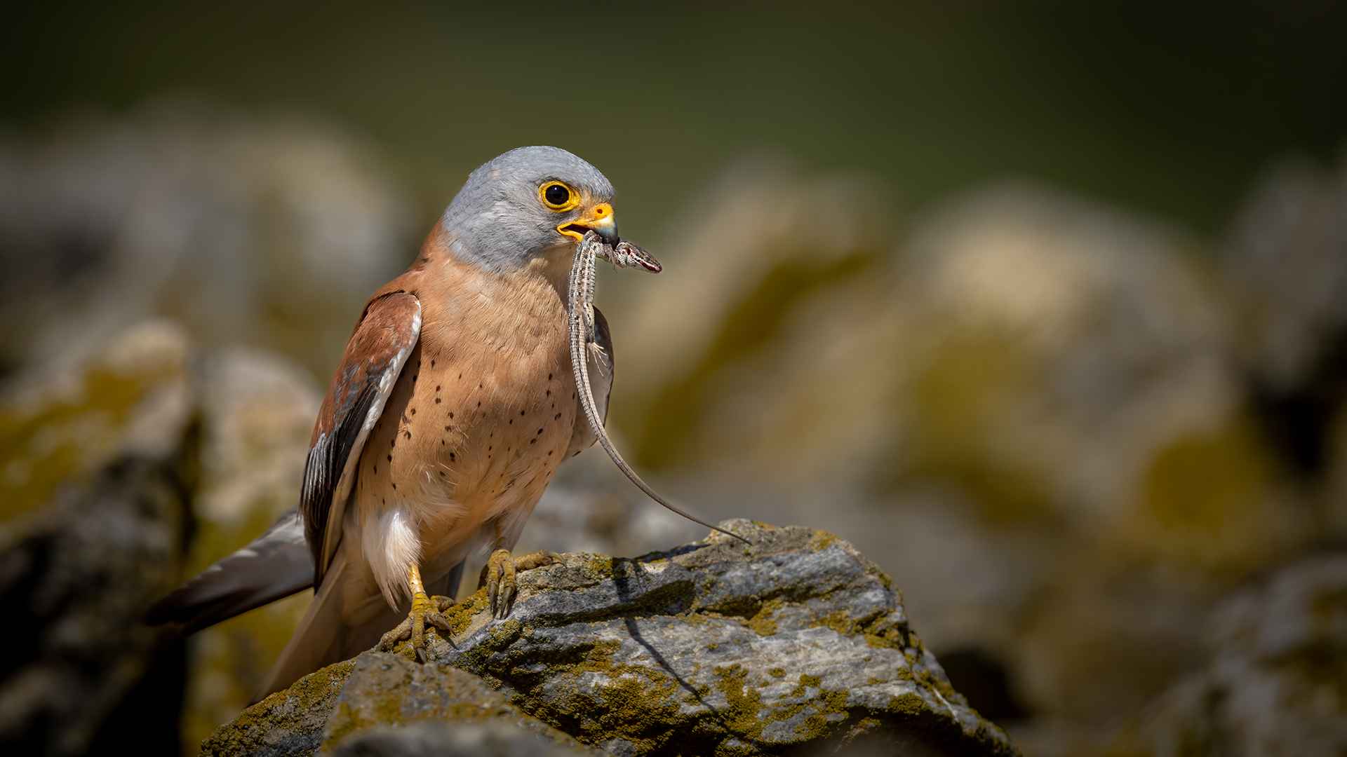 Lesser Kestrel