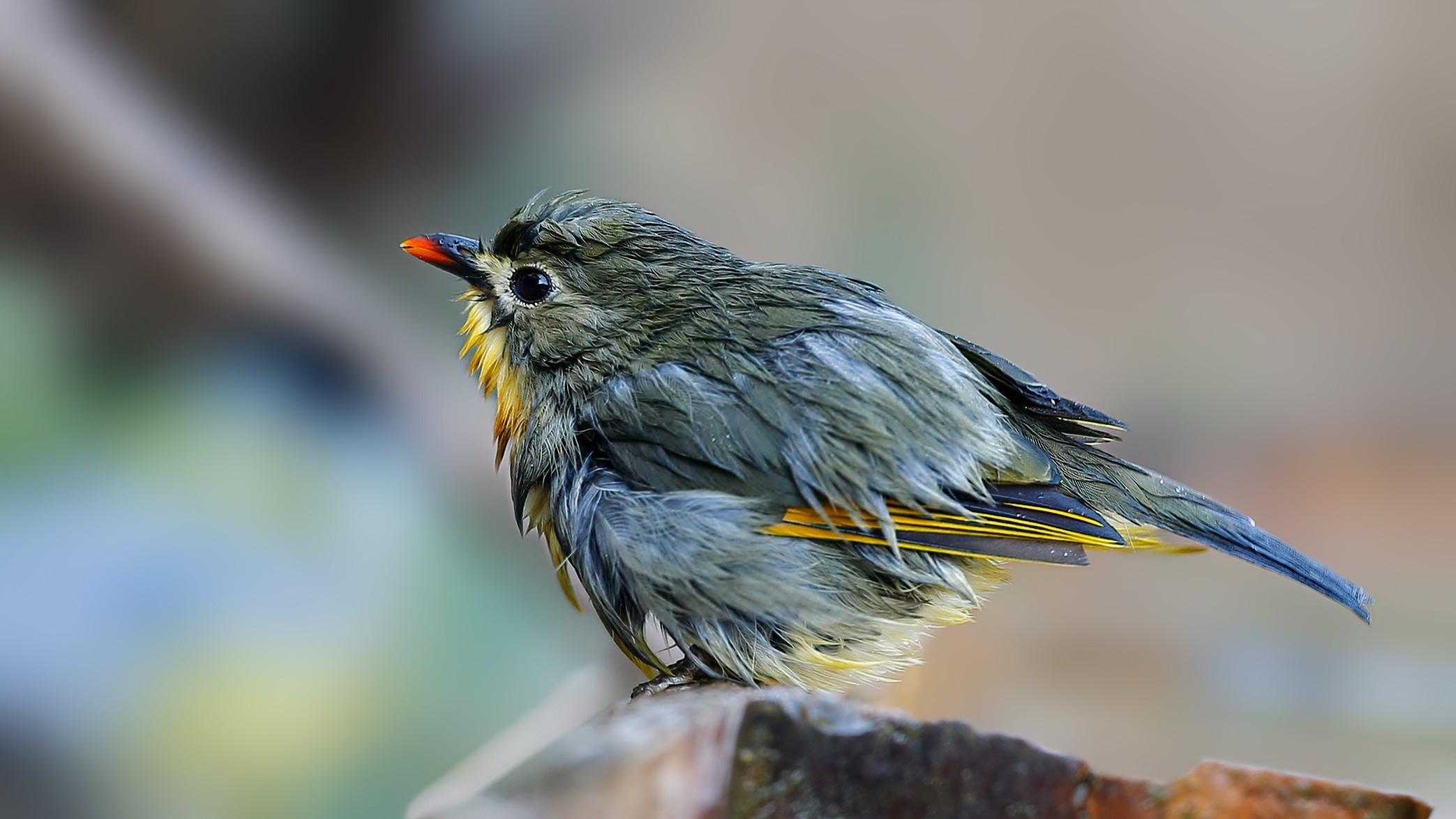 Red-billed Leiothrix
