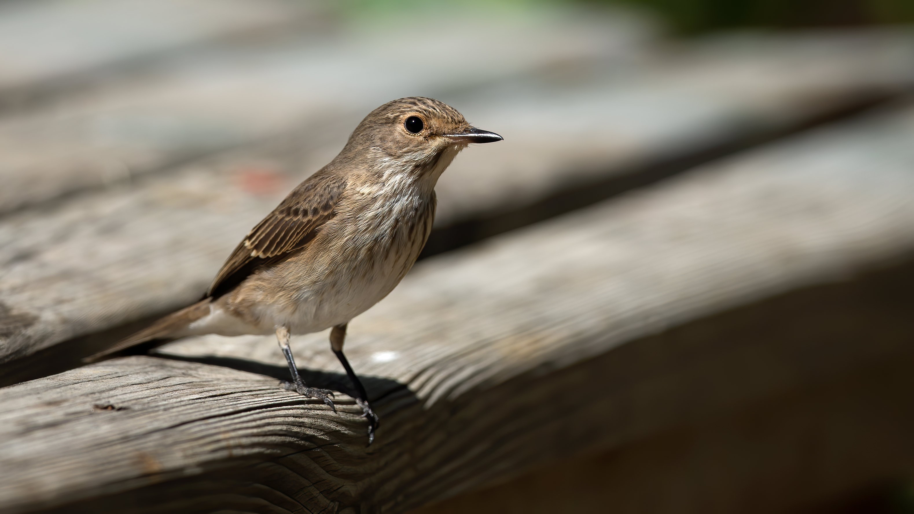 Spotted Flycatcher