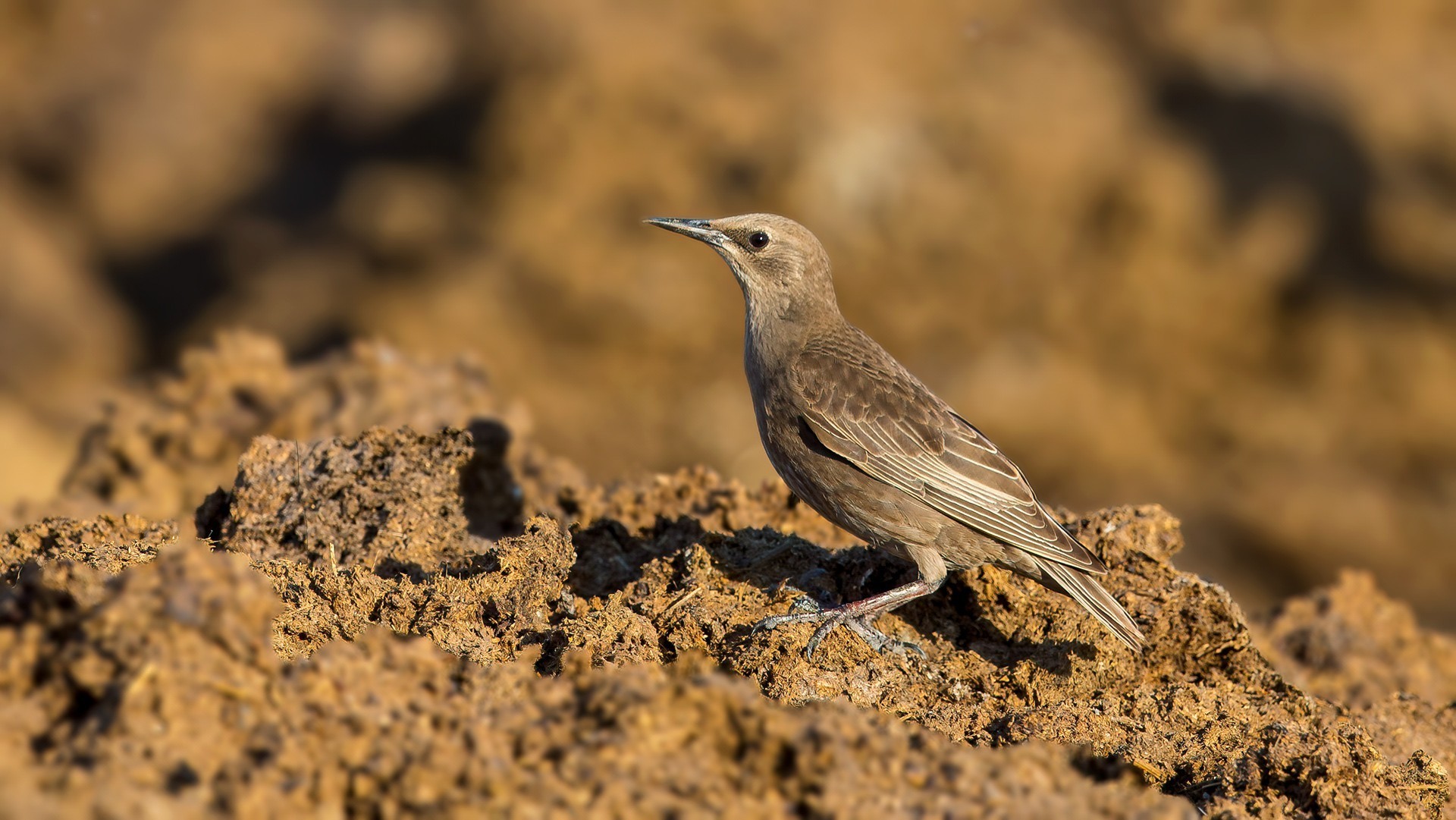 European Starling