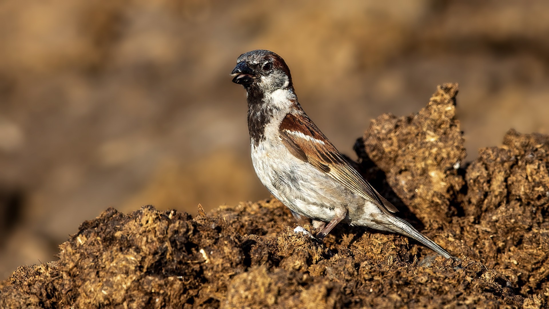 House Sparrow