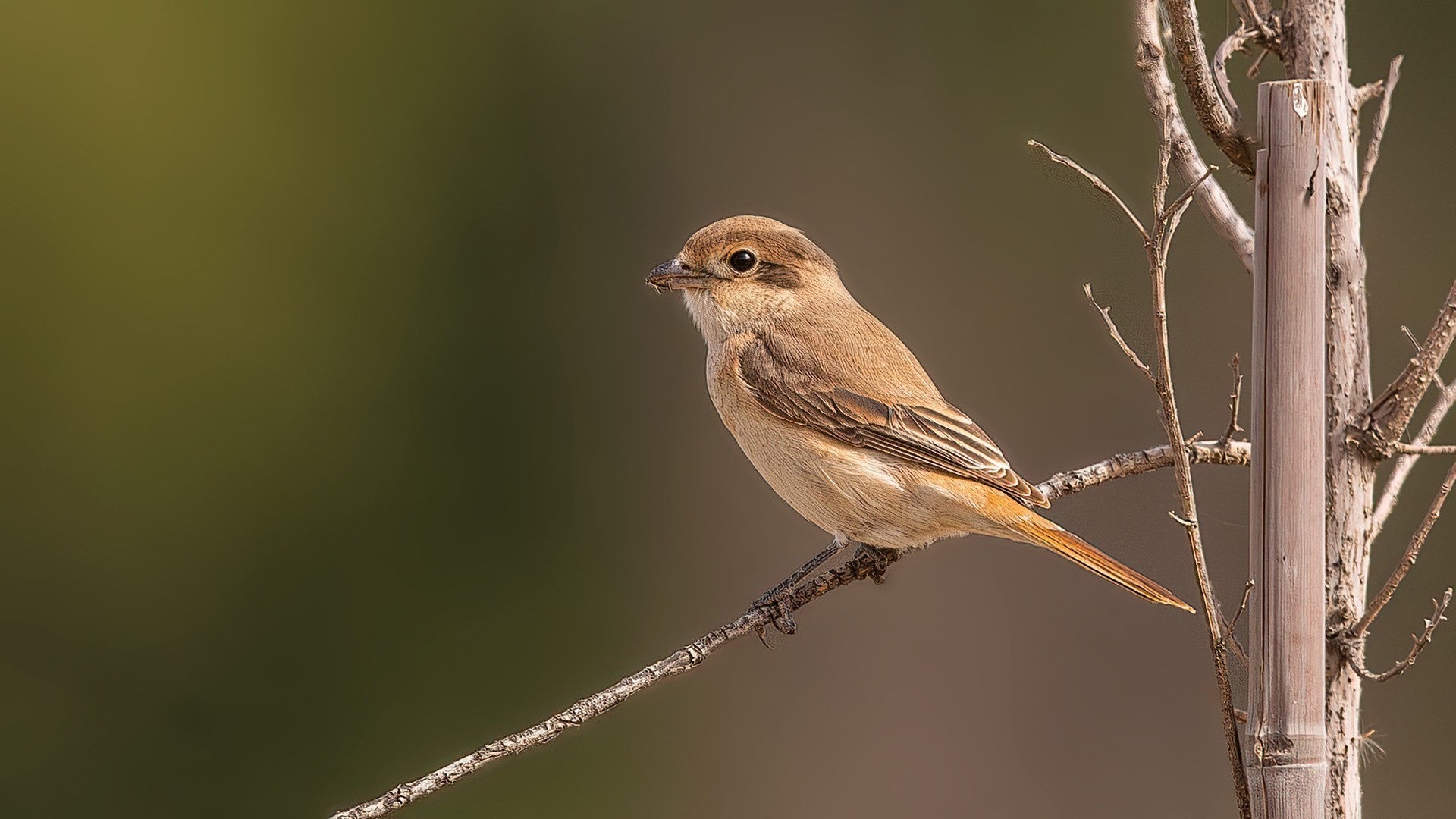 Isabelline Shrike