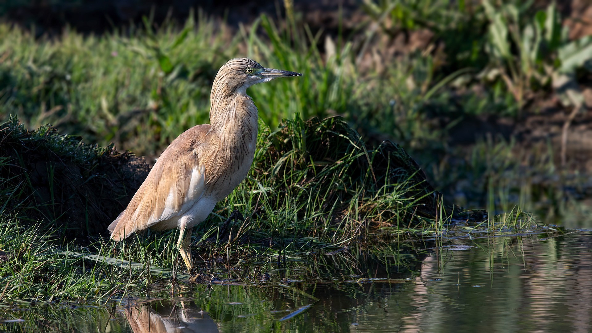 Squacco Heron