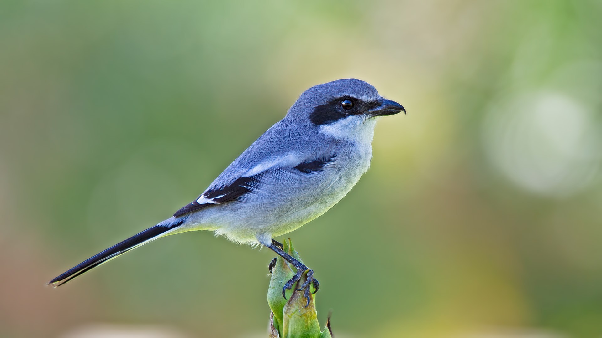 Great Grey Shrike — Ana fotoğraf