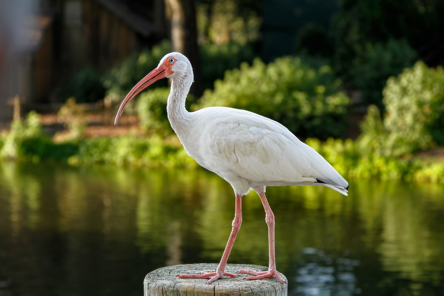 White Ibis — Ana fotoğraf
