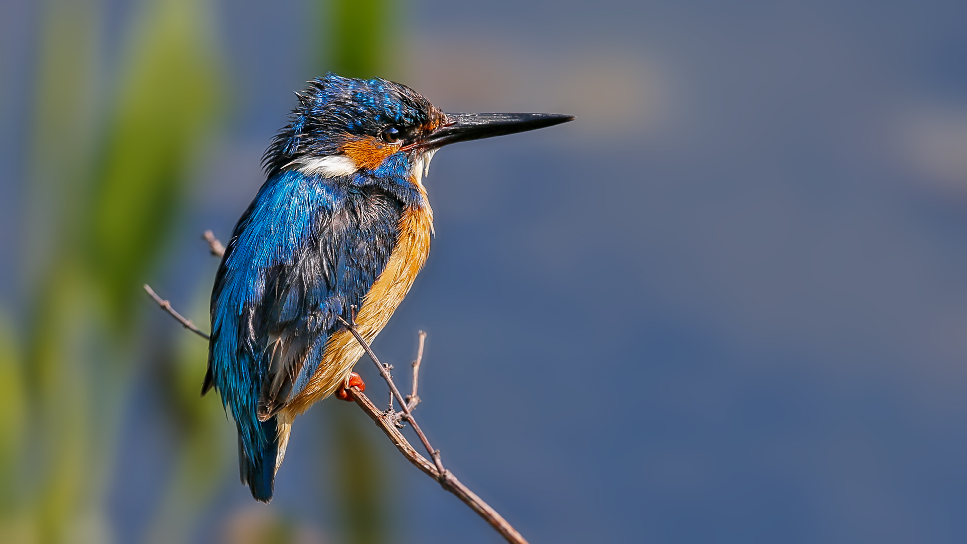 Common Kingfisher