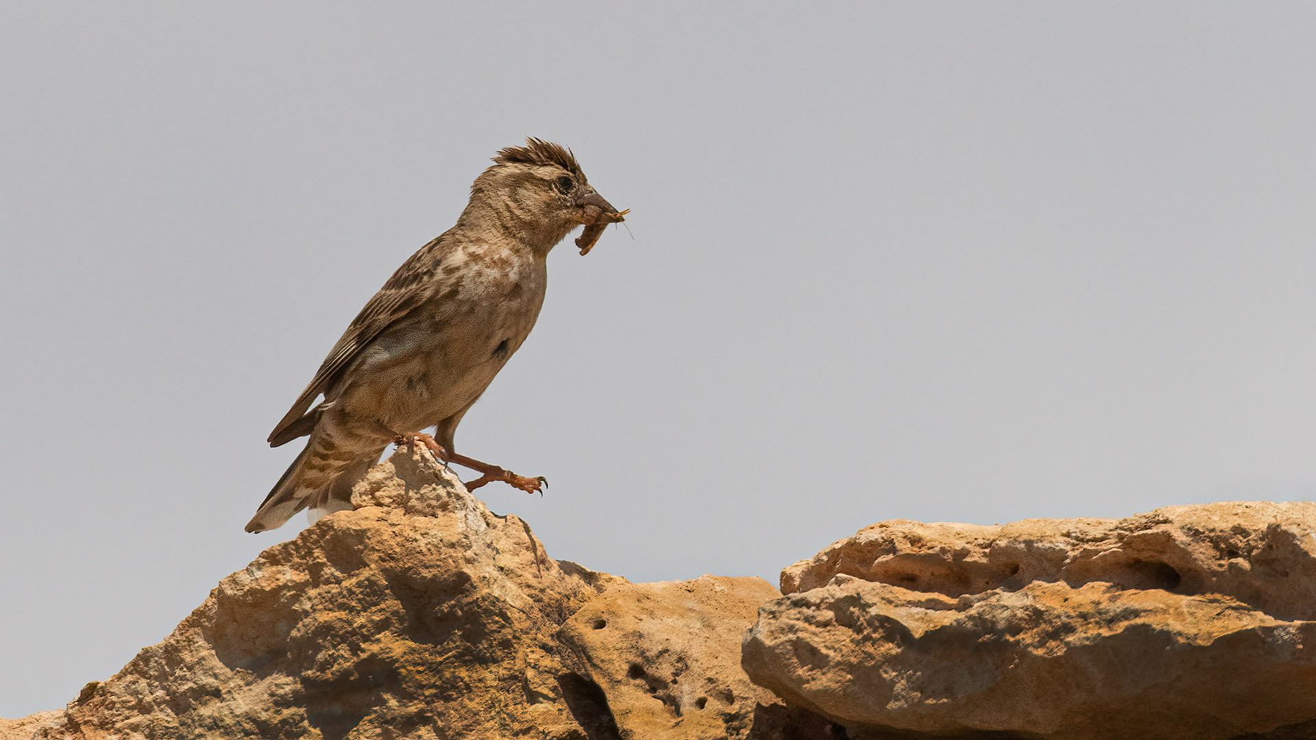 Rock Sparrow