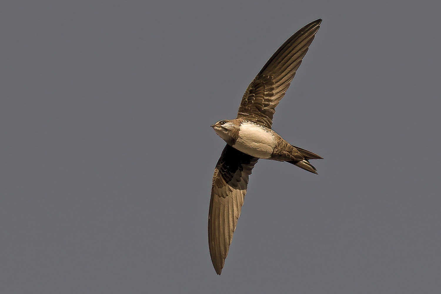 Alpine Swift