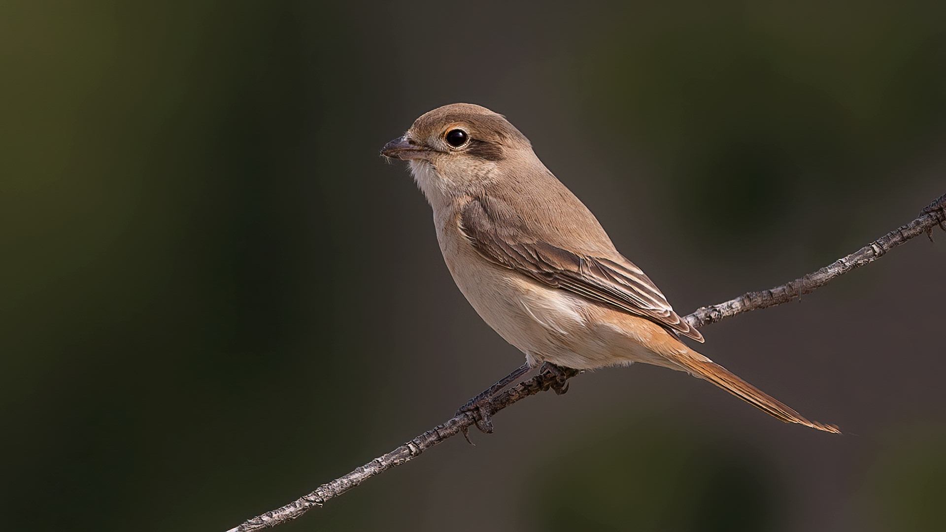 Isabelline Shrike