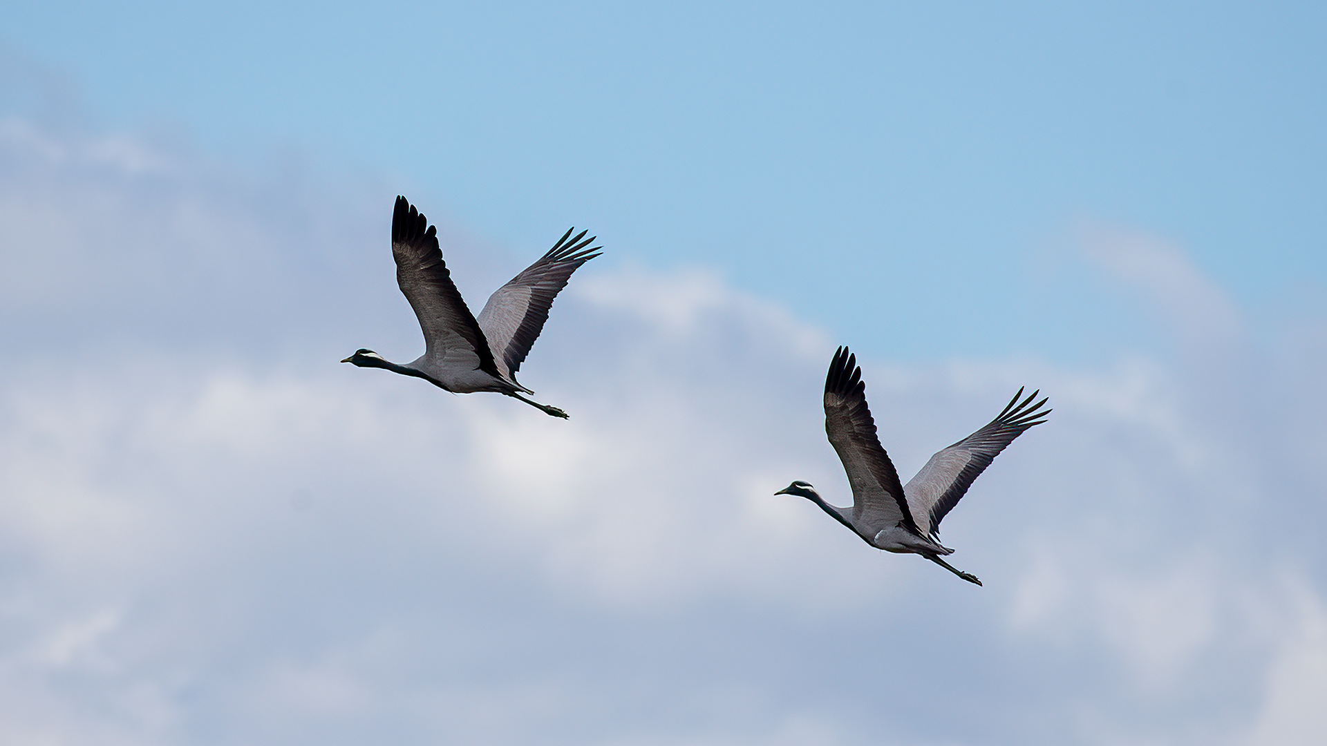 Demoiselle Crane