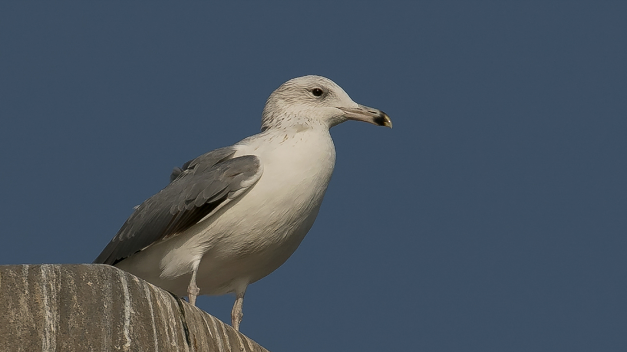 Caspian Gull