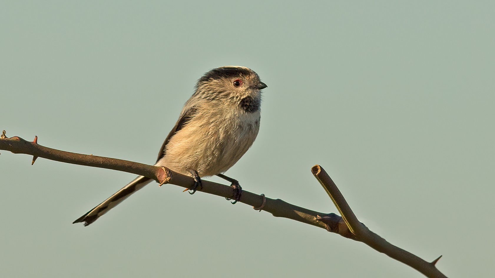 Long-tailed Tit