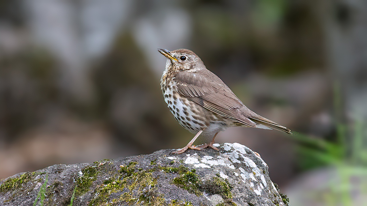 Song Thrush