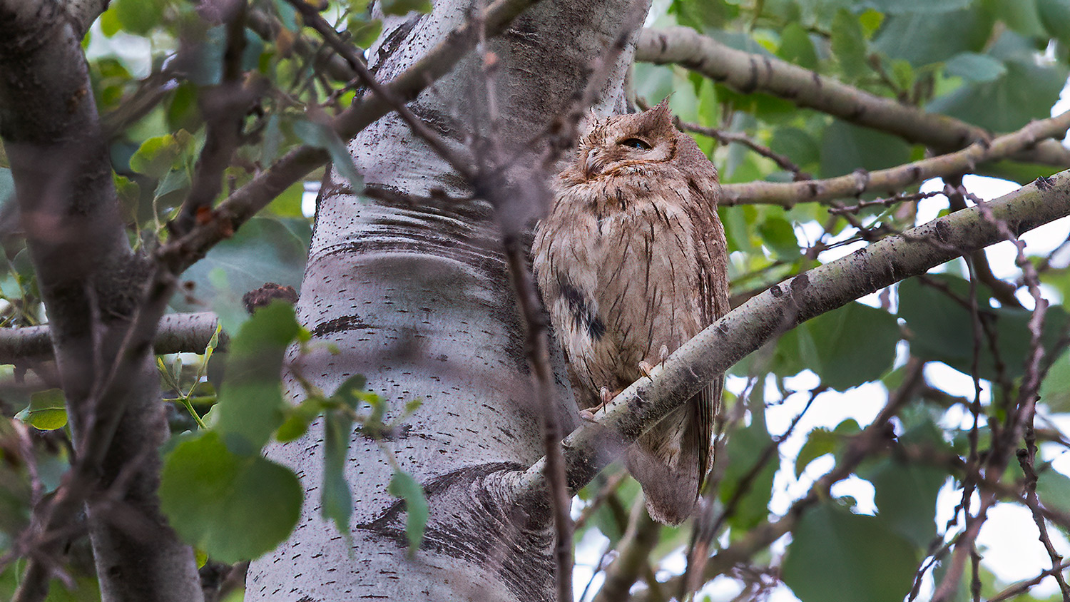 Pallid Scops-Owl