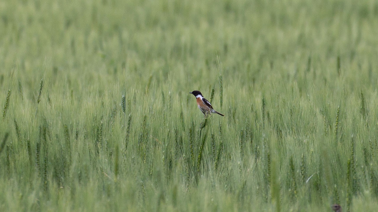 European Stonechat
