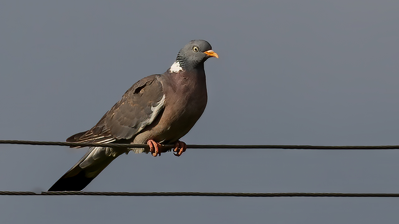 Common Wood-Pigeon