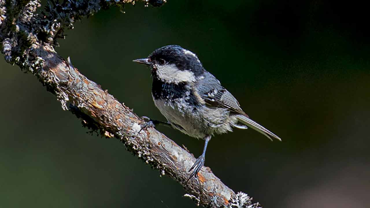 Coal Tit