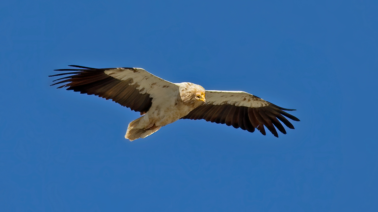 Egyptian Vulture