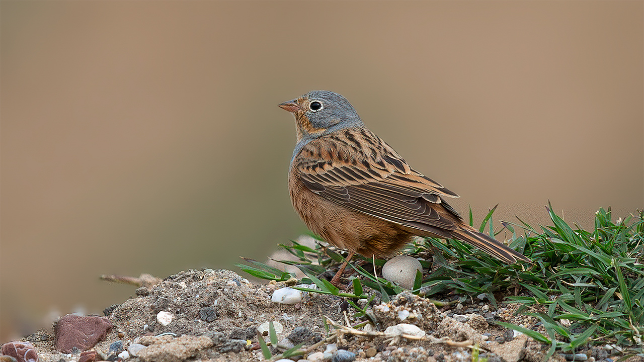 Cretzschmar's Bunting