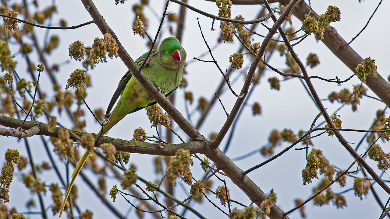 Rose-ringed Parakeet