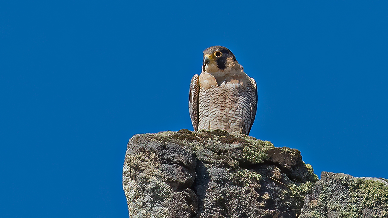 Peregrine Falcon