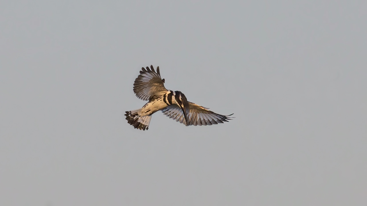 Pied Kingfisher