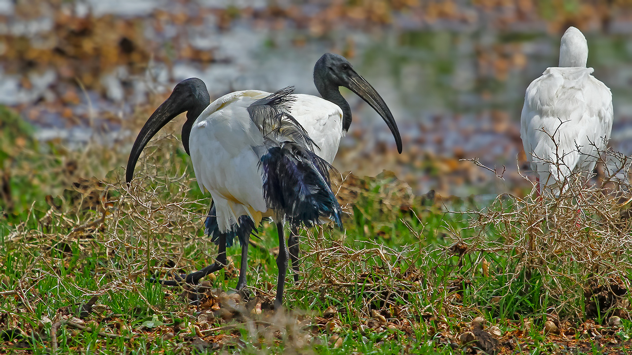 African Sacred Ibis