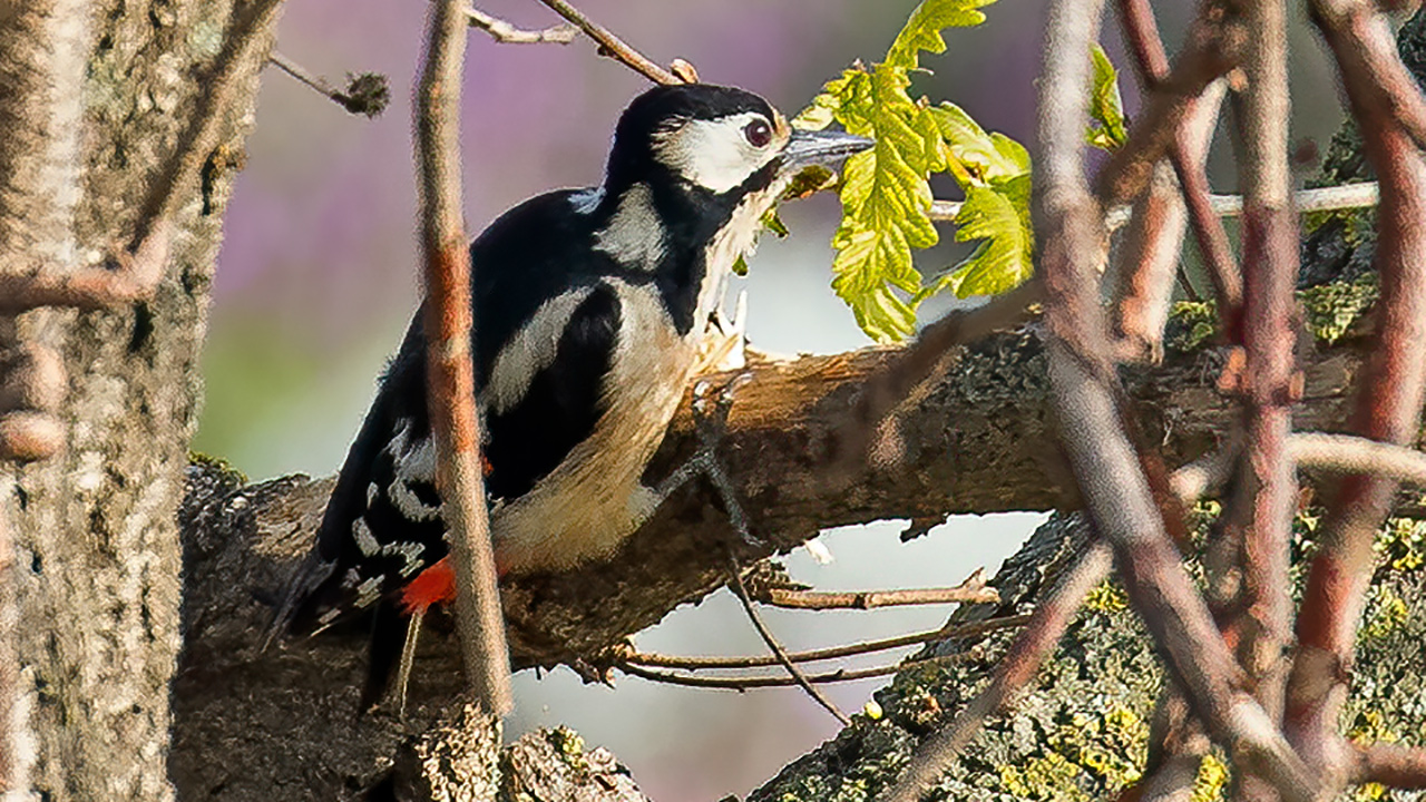 Great Spotted Woodpecker