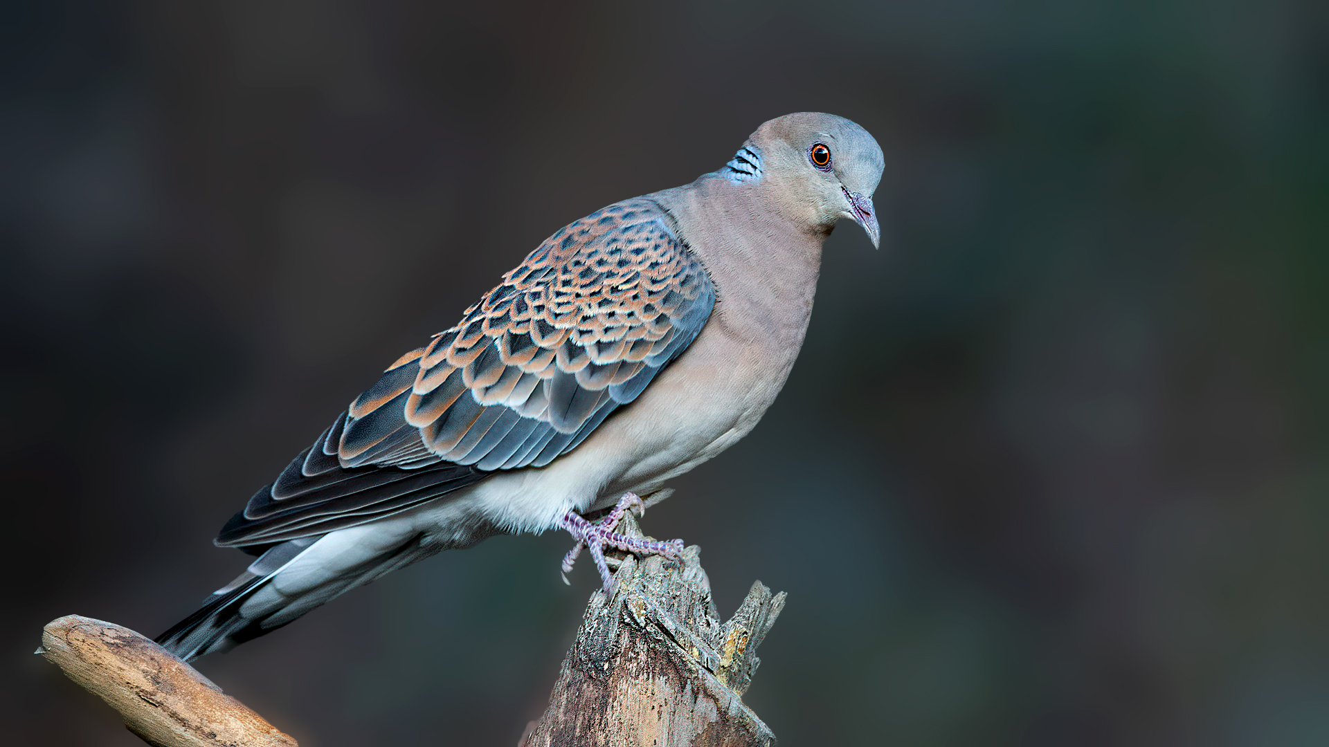 Oriental Turtle-Dove — Ana fotoğraf