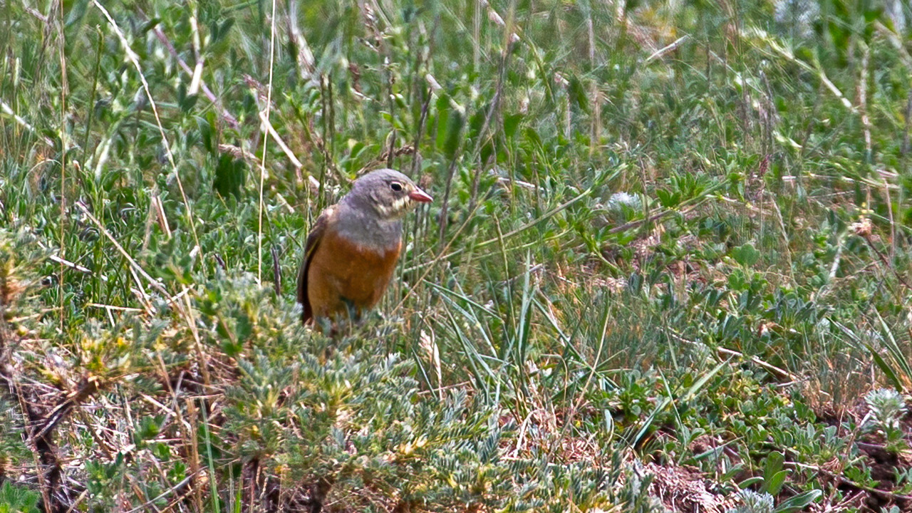 Ortolan Bunting