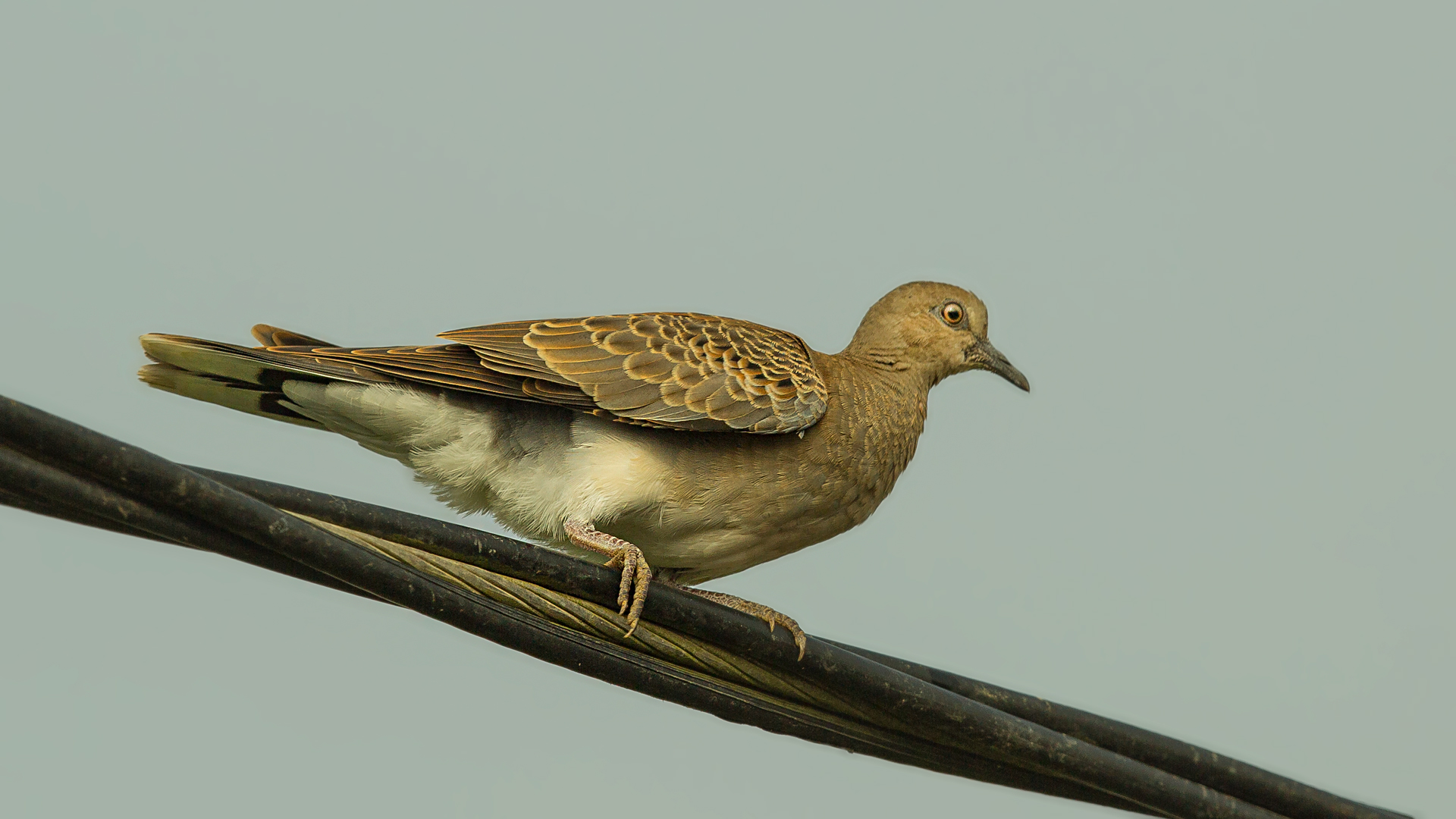 European Turtle-Dove