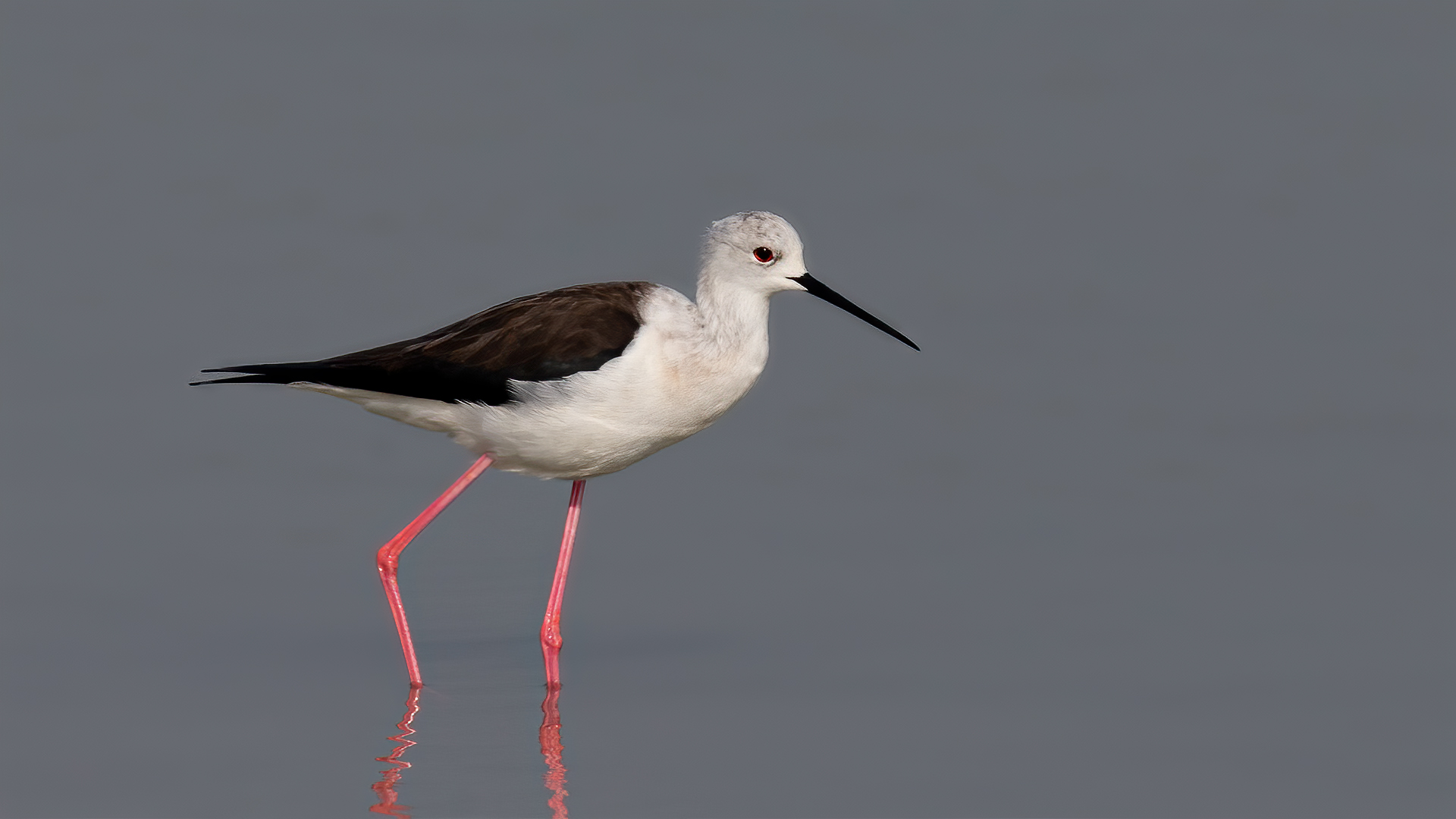 Black-winged Stilt