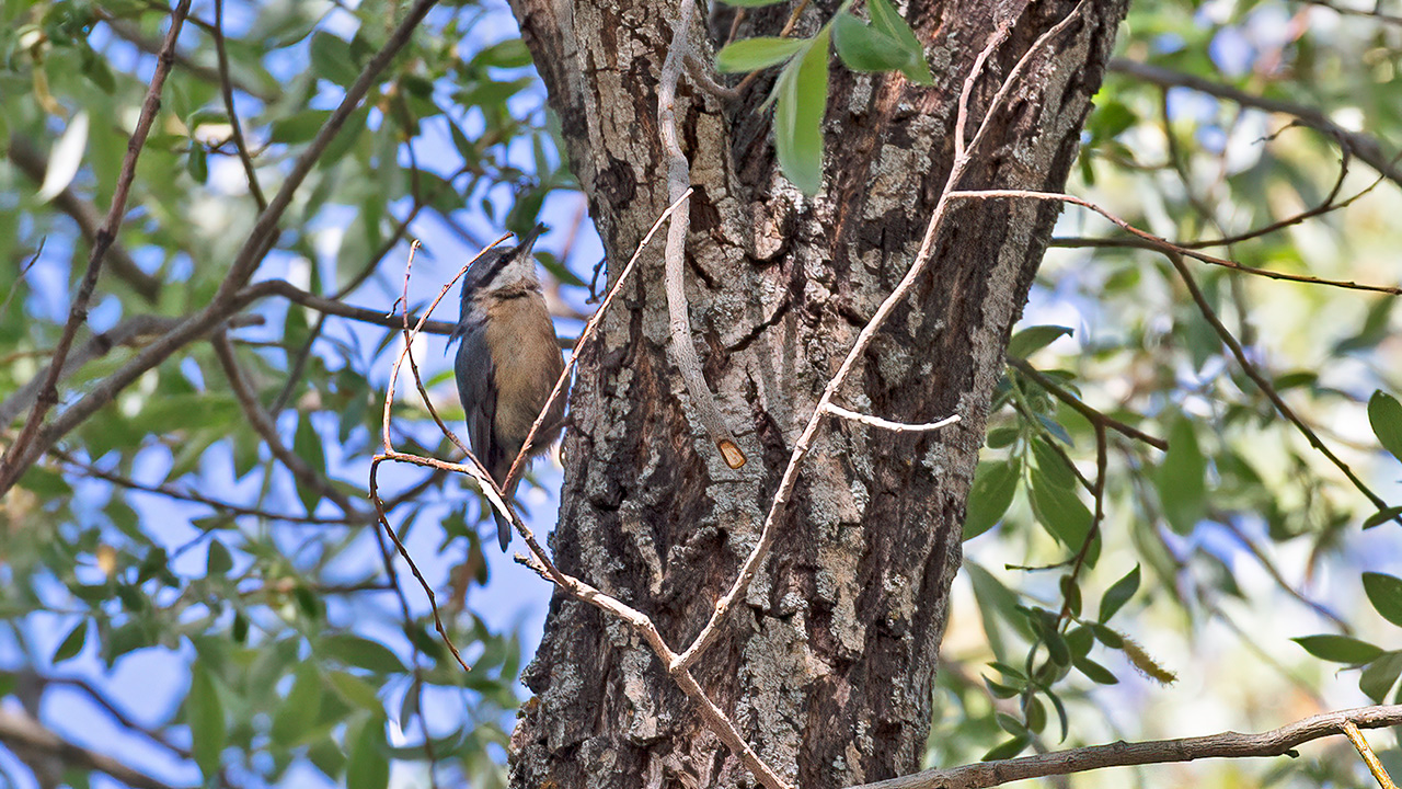 Eurasian Nuthatch