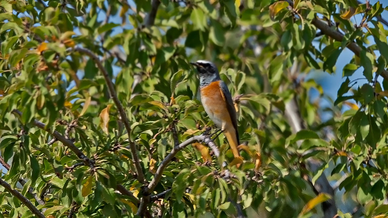 Common Redstart