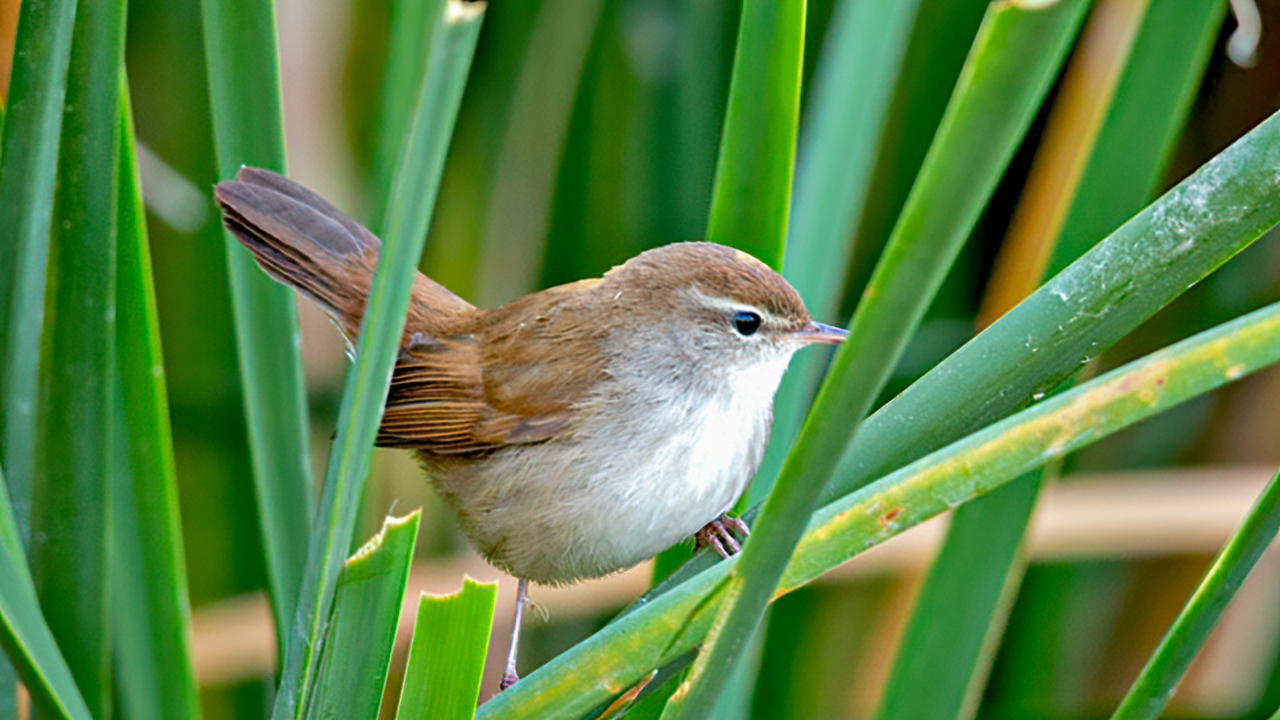 Cetti's Warbler