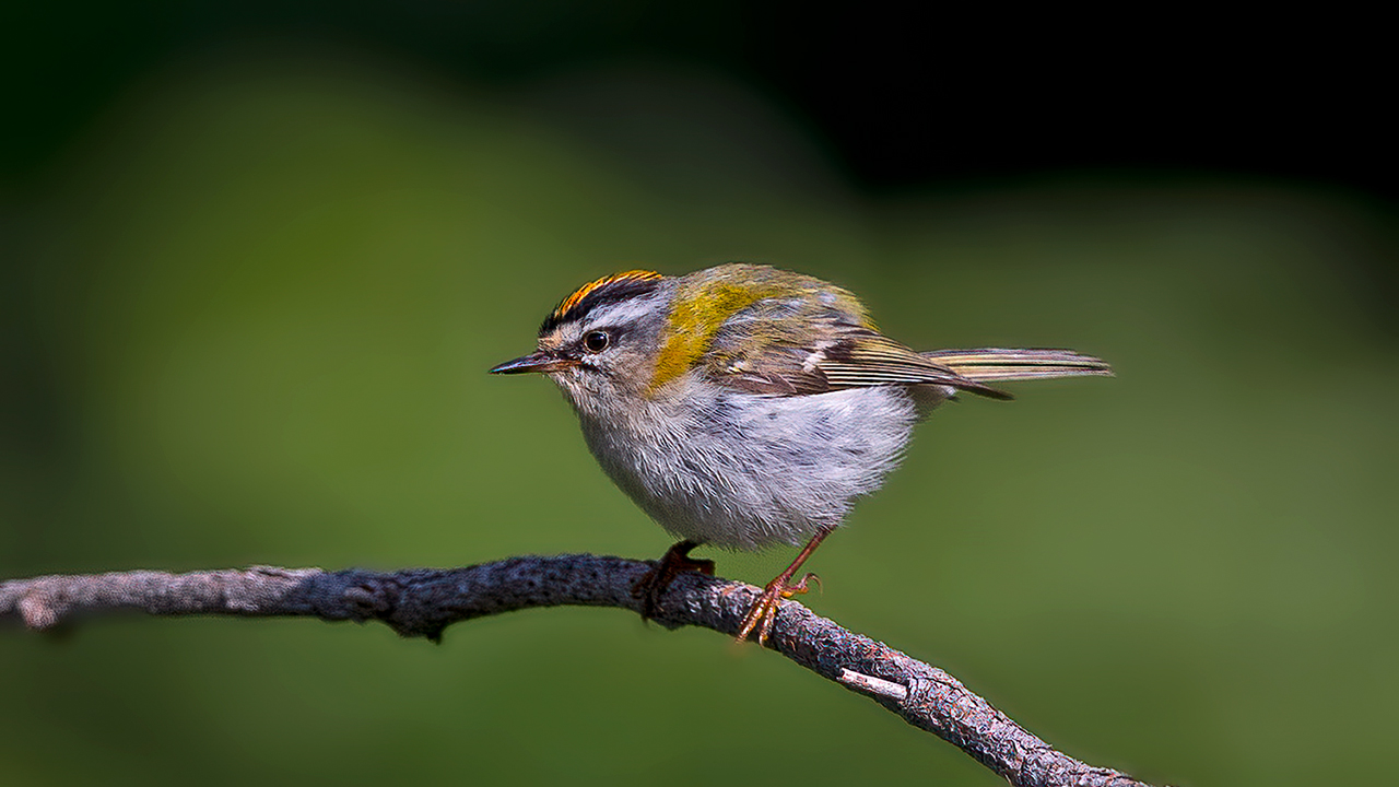 Common Firecrest