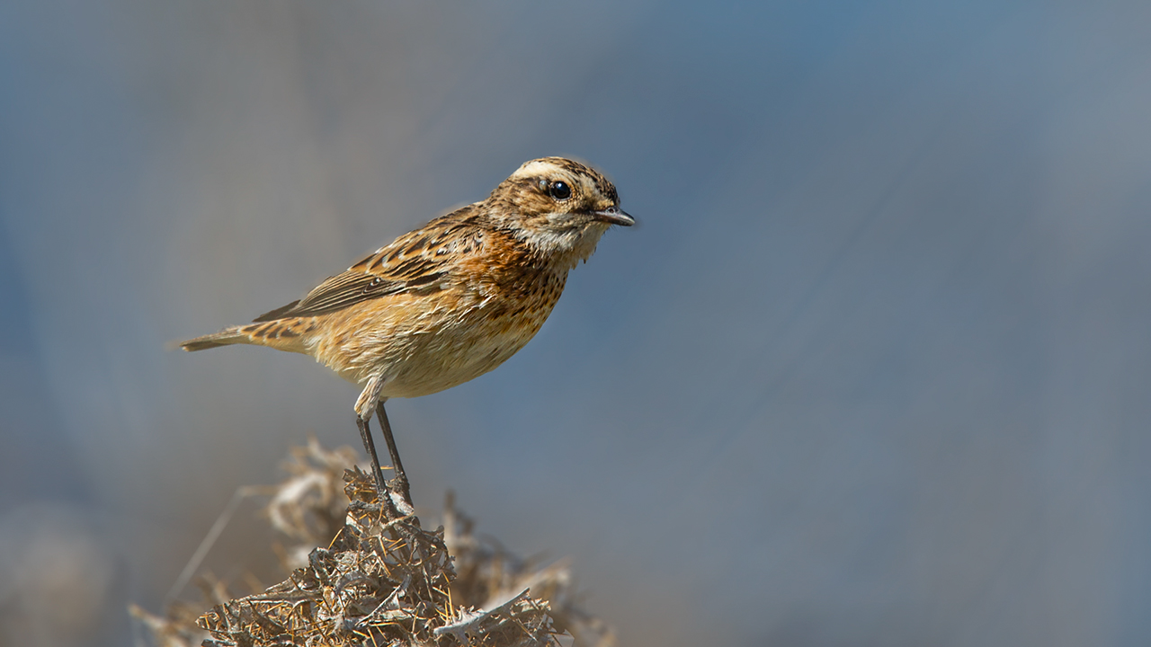 Whinchat