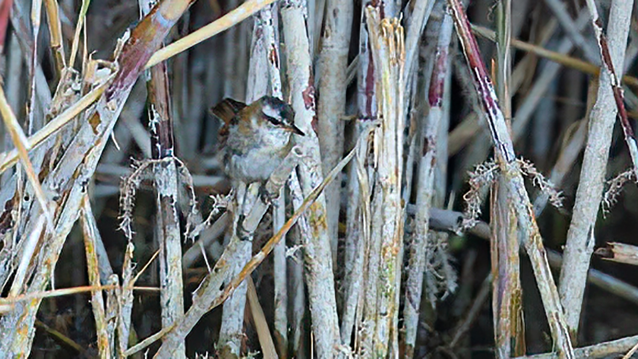 Moustached Warbler