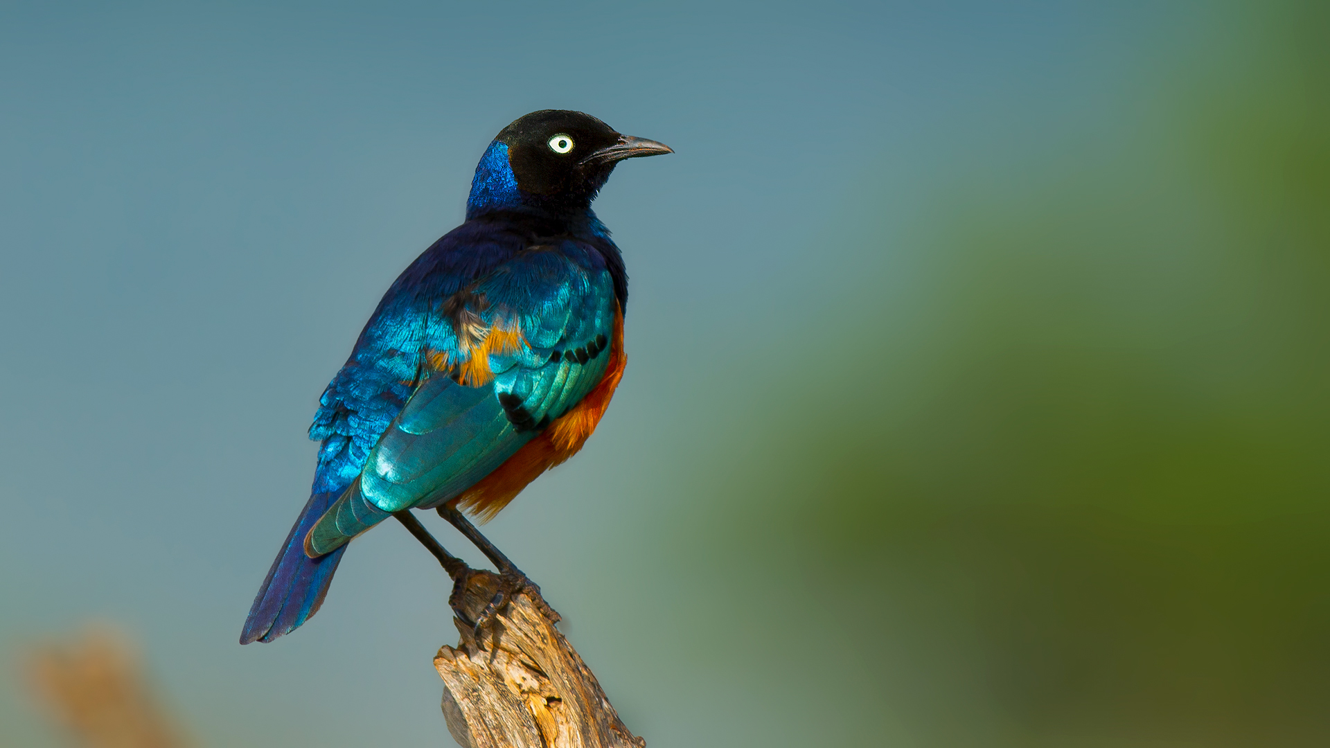 Superb Starling — Ana fotoğraf