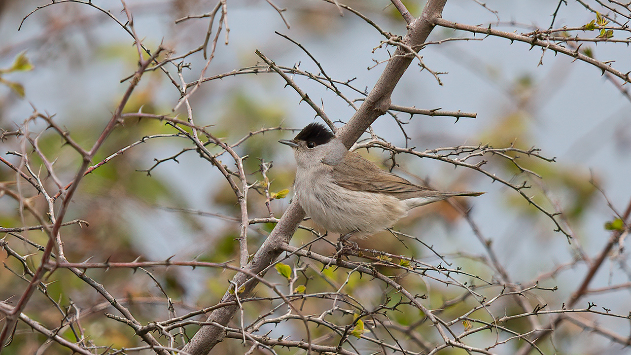 Eurasian Blackcap
